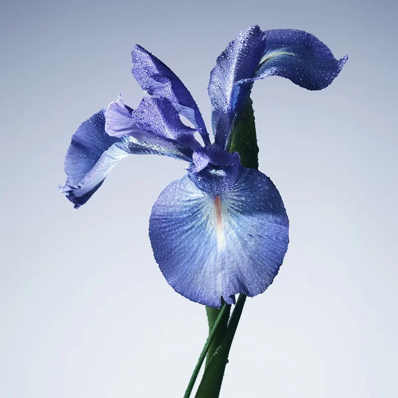 azul iris