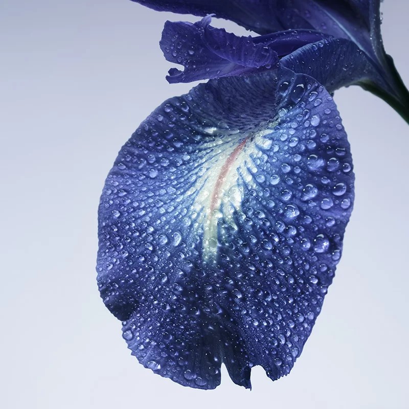 azul iris
